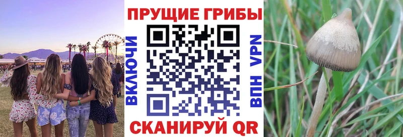 Галлюциногенные грибы Psilocybine cubensis  где найти наркотики  Краснознаменск 