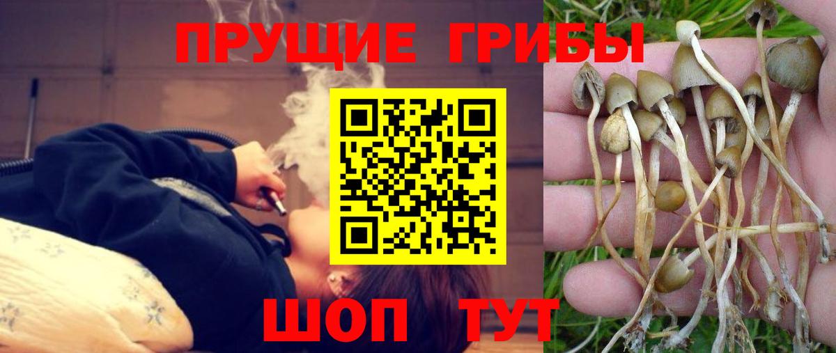 Псилоцибиновые грибы Cubensis  цена   Вход с VPN  Краснознаменск  Галлюциногенные грибы Cubensis 